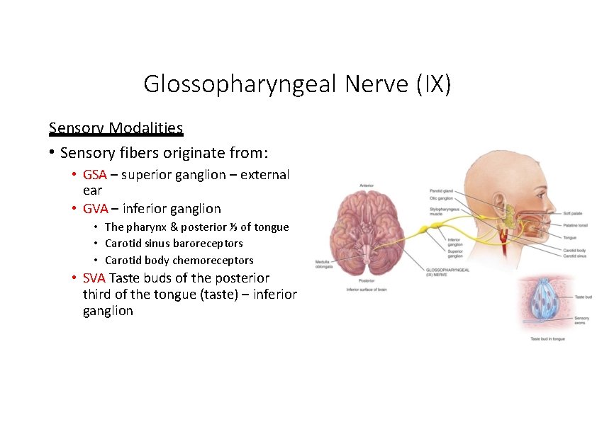 Glossopharyngeal Nerve (IX) Sensory Modalities • Sensory fibers originate from: • GSA – superior Glossopharyngeal Nerve (IX) Sensory Modalities • Sensory fibers originate from: • GSA – superior