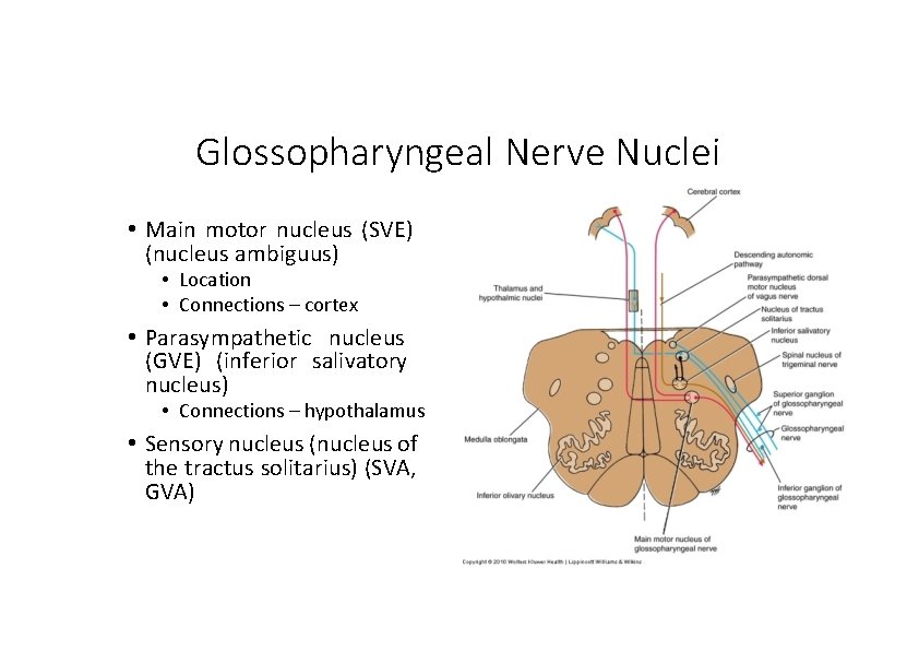 Glossopharyngeal Nerve Nuclei • Main motor nucleus (SVE) (nucleus ambiguus) • Location • Connections Glossopharyngeal Nerve Nuclei • Main motor nucleus (SVE) (nucleus ambiguus) • Location • Connections