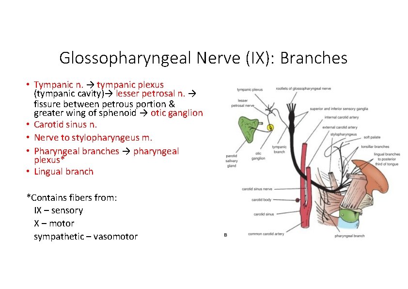 Glossopharyngeal Nerve (IX): Branches • Tympanic n. → tympanic plexus (tympanic cavity)→ lesser petrosal Glossopharyngeal Nerve (IX): Branches • Tympanic n. → tympanic plexus (tympanic cavity)→ lesser petrosal