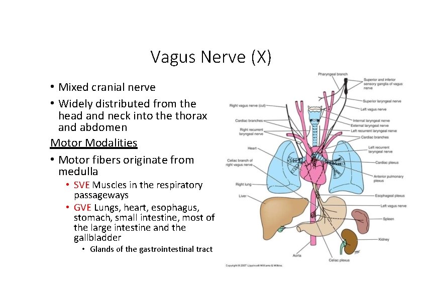 Vagus Nerve (X) • Mixed cranial nerve • Widely distributed from the head and Vagus Nerve (X) • Mixed cranial nerve • Widely distributed from the head and