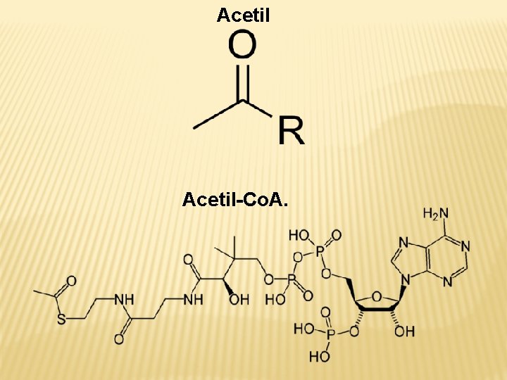 Acetil-Co. A. 