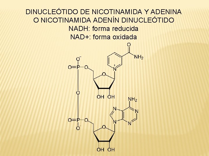 DINUCLEÓTIDO DE NICOTINAMIDA Y ADENINA O NICOTINAMIDA ADENÍN DINUCLEÓTIDO NADH: forma reducida NAD+: forma