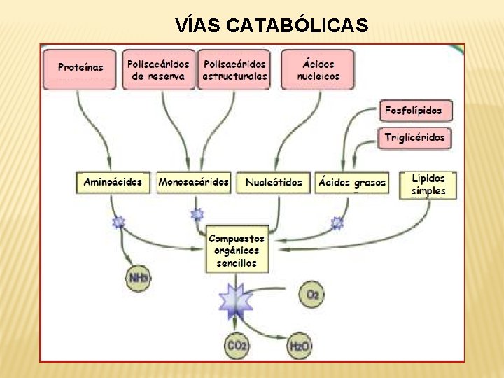 VÍAS CATABÓLICAS 