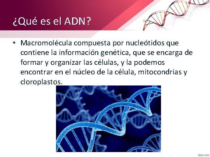 ¿Qué es el ADN? • Macromolécula compuesta por nucleótidos que contiene la información genética,