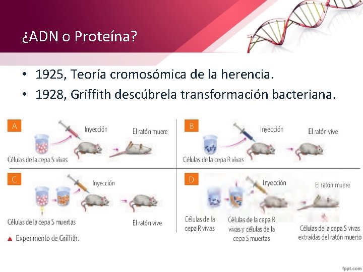 ¿ADN o Proteína? • 1925, Teoría cromosómica de la herencia. • 1928, Griffith descúbrela