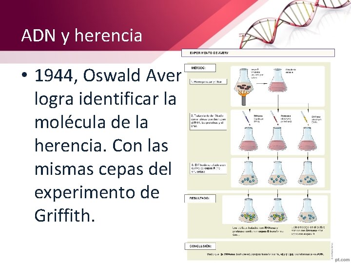 ADN y herencia • 1944, Oswald Avery logra identificar la molécula de la herencia.