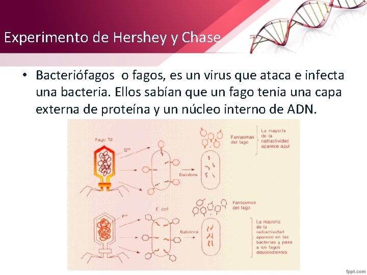 Experimento de Hershey y Chase • Bacteriófagos o fagos, es un virus que ataca