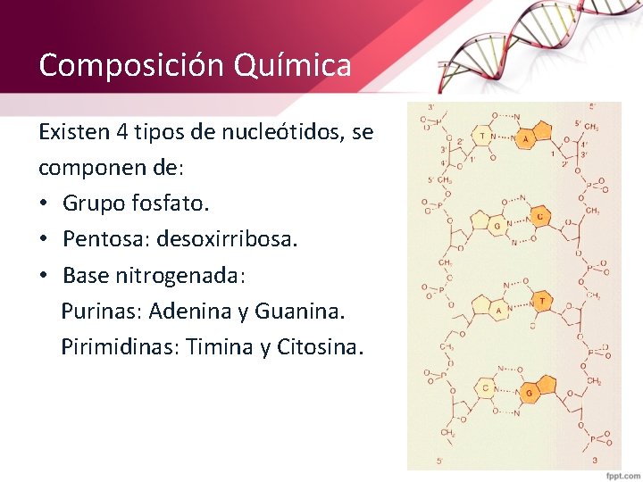 Composición Química Existen 4 tipos de nucleótidos, se componen de: • Grupo fosfato. •