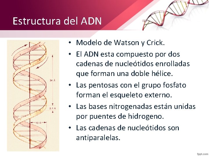 Estructura del ADN • Modelo de Watson y Crick. • El ADN esta compuesto