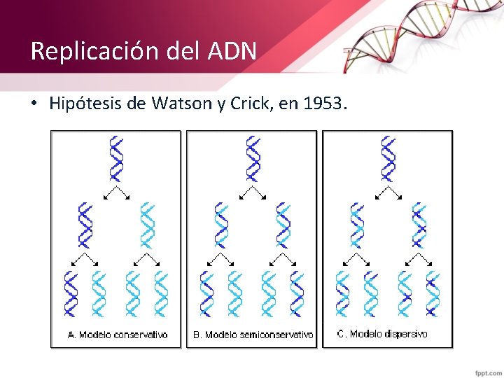 Replicación del ADN • Hipótesis de Watson y Crick, en 1953. 