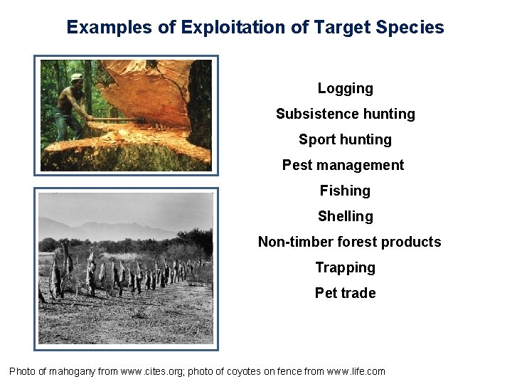 Examples of Exploitation of Target Species Logging Subsistence hunting Sport hunting Pest management Fishing