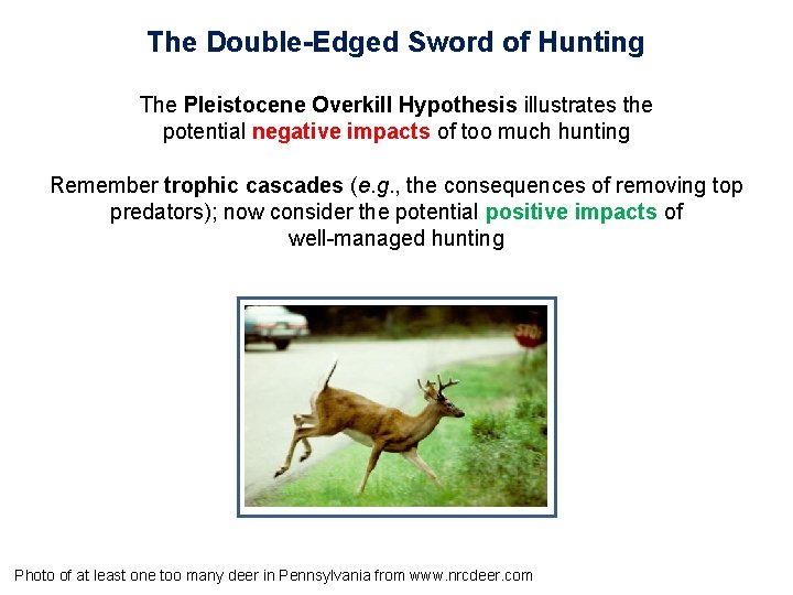 The Double-Edged Sword of Hunting The Pleistocene Overkill Hypothesis illustrates the potential negative impacts