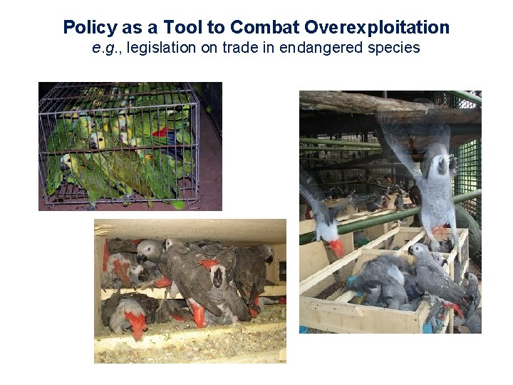 Policy as a Tool to Combat Overexploitation e. g. , legislation on trade in