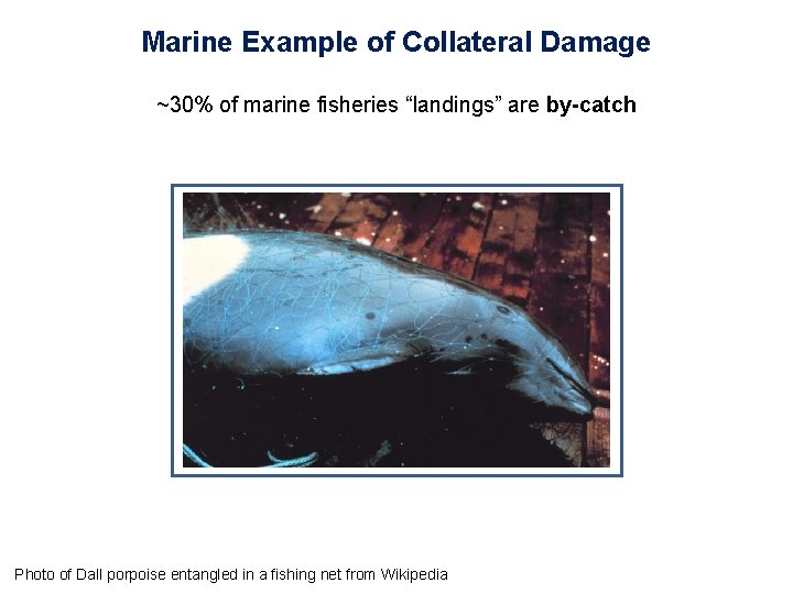 Marine Example of Collateral Damage ~30% of marine fisheries “landings” are by-catch Photo of