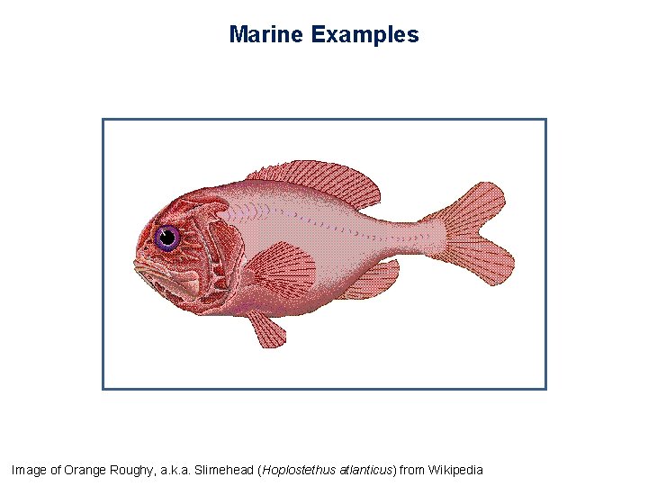 Marine Examples Image of Orange Roughy, a. k. a. Slimehead (Hoplostethus atlanticus) from Wikipedia