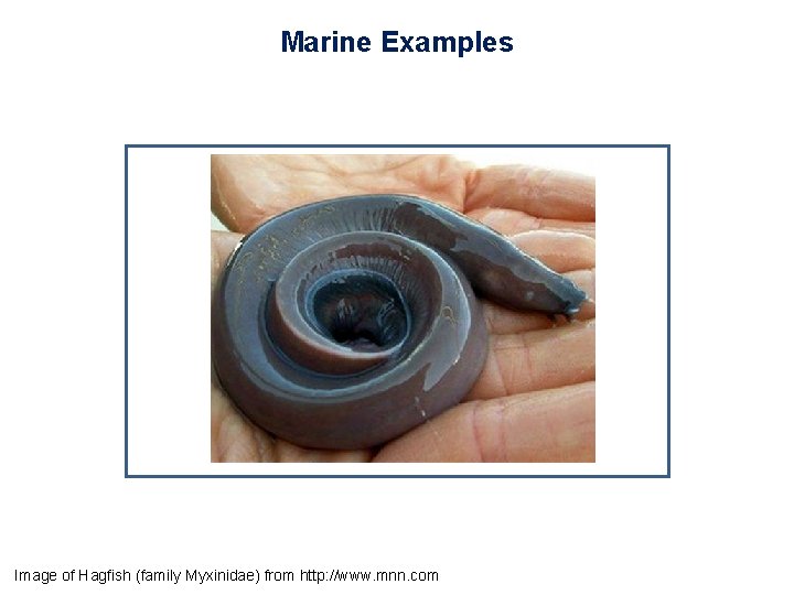 Marine Examples Image of Hagfish (family Myxinidae) from http: //www. mnn. com 
