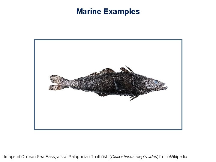 Marine Examples Image of Chilean Sea Bass, a. k. a. Patagonian Toothfish (Dissostichus eleginoides)