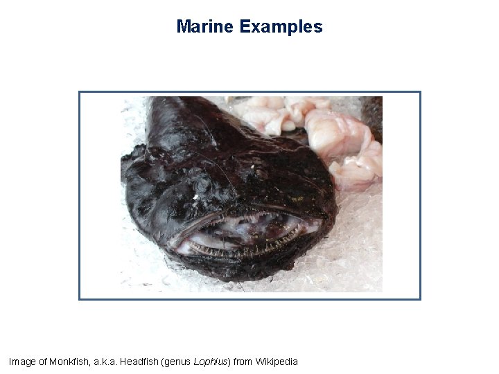 Marine Examples Image of Monkfish, a. k. a. Headfish (genus Lophius) from Wikipedia 