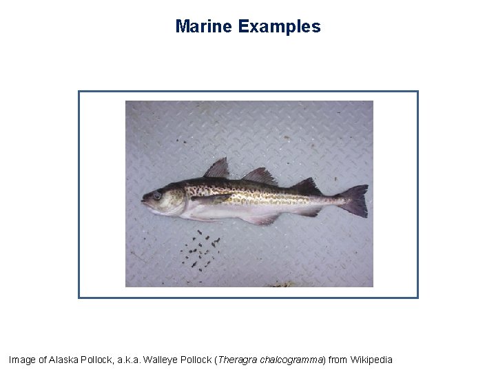 Marine Examples Image of Alaska Pollock, a. k. a. Walleye Pollock (Theragra chalcogramma) from