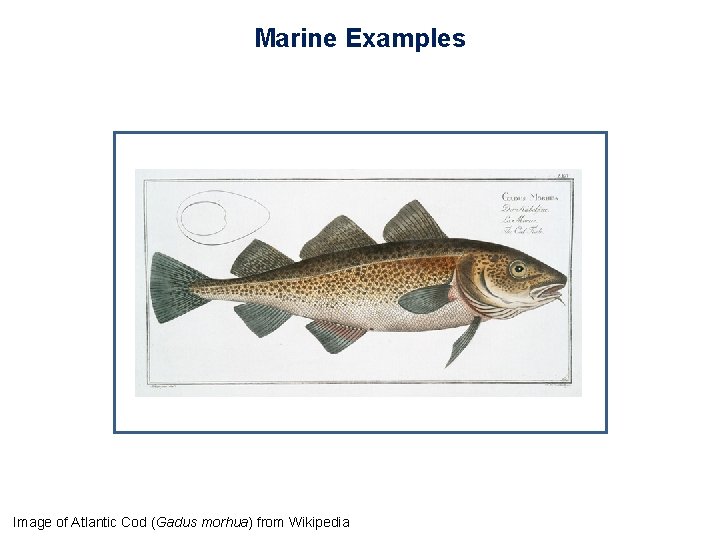 Marine Examples Image of Atlantic Cod (Gadus morhua) from Wikipedia 