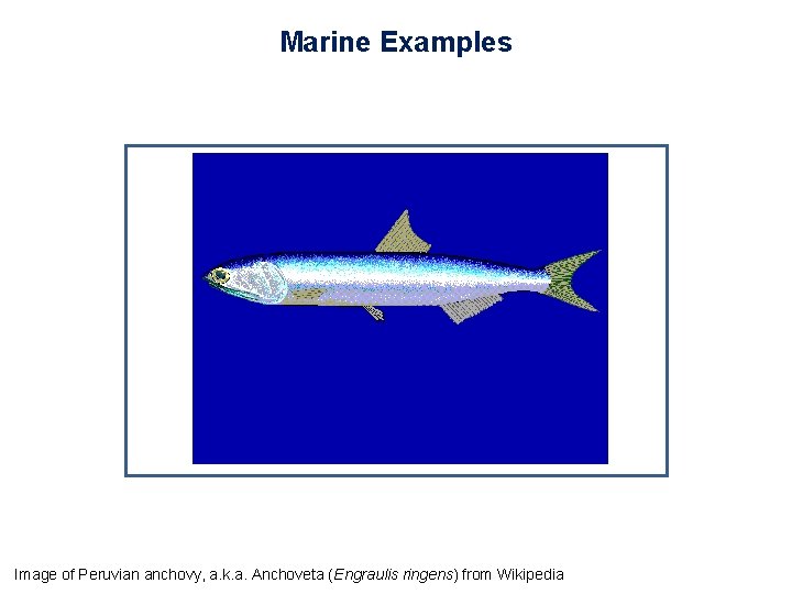 Marine Examples Image of Peruvian anchovy, a. k. a. Anchoveta (Engraulis ringens) from Wikipedia