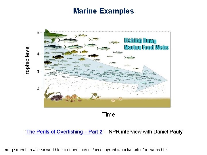 Trophic level Marine Examples Time “The Perils of Overfishing – Part 2” - NPR