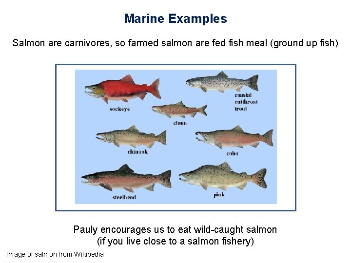 Marine Examples Salmon are carnivores, so farmed salmon are fed fish meal (ground up