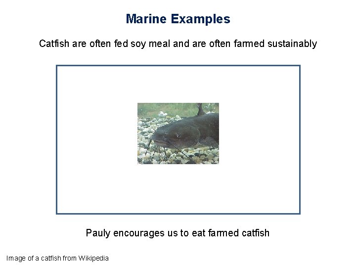 Marine Examples Catfish are often fed soy meal and are often farmed sustainably Pauly