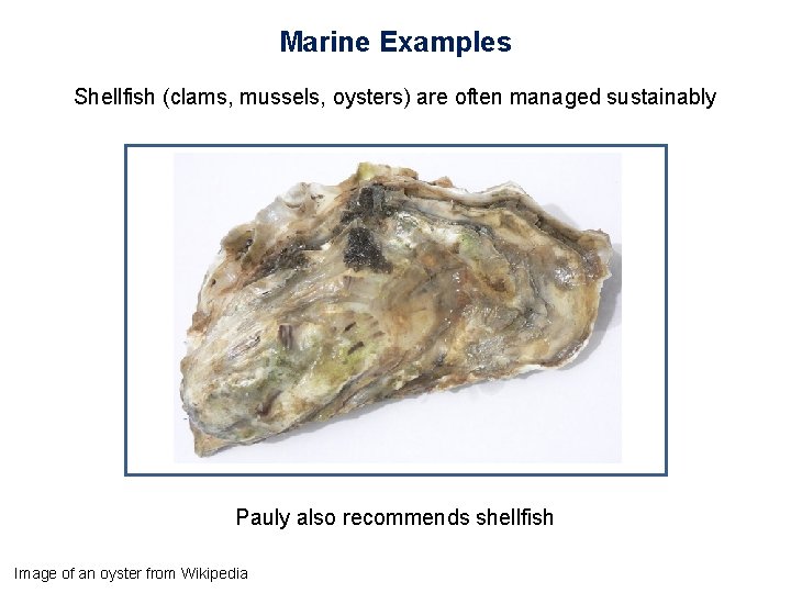 Marine Examples Shellfish (clams, mussels, oysters) are often managed sustainably Pauly also recommends shellfish