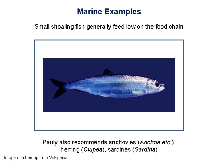 Marine Examples Small shoaling fish generally feed low on the food chain Pauly also