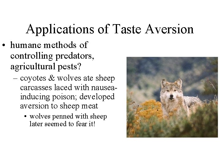 Applications of Taste Aversion • humane methods of controlling predators, agricultural pests? – coyotes