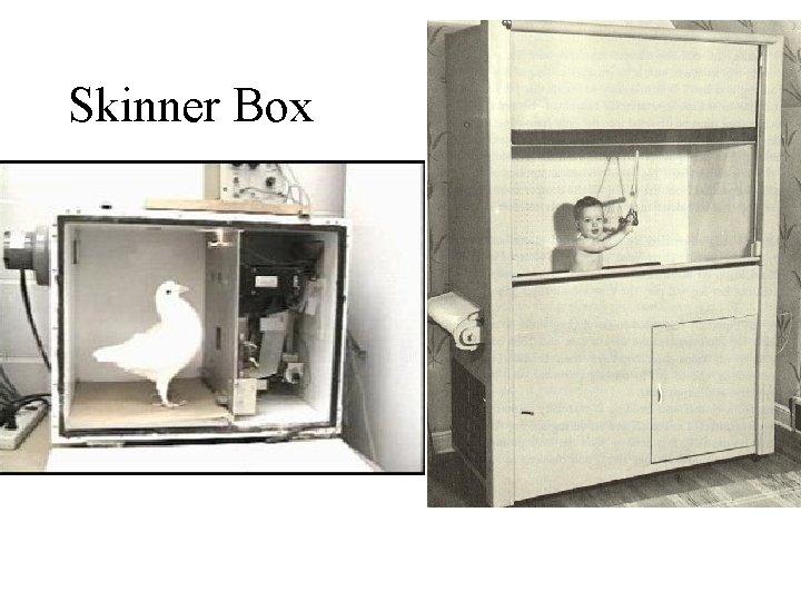 Skinner Box 