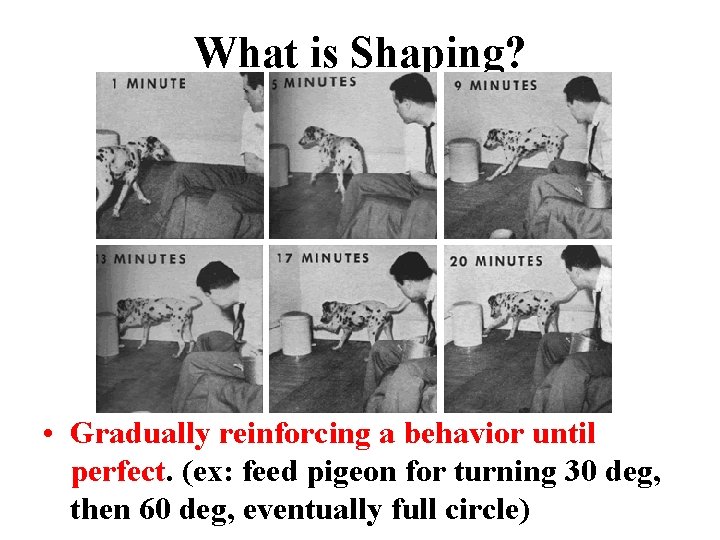 What is Shaping? • Gradually reinforcing a behavior until perfect. (ex: feed pigeon for