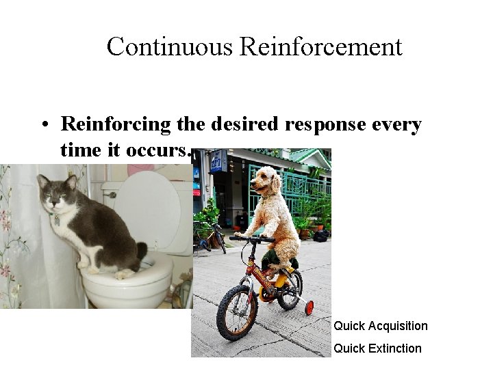 Continuous Reinforcement • Reinforcing the desired response every time it occurs. Quick Acquisition Quick