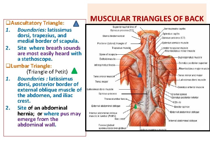 q. Auscultatory Triangle: 1. Boundaries: latissimus dorsi, trapezius, and medial border of scapula. 2.