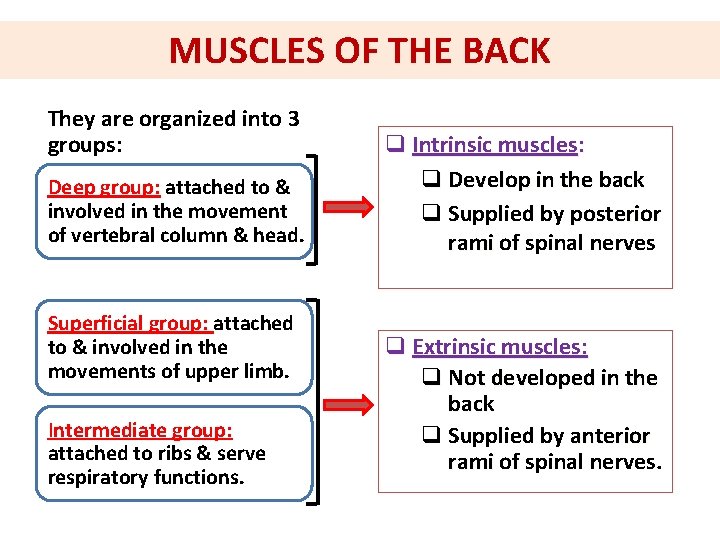 MUSCLES OF THE BACK They are organized into 3 groups: Deep group: attached to