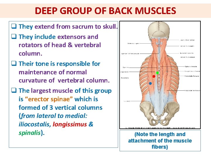 DEEP GROUP OF BACK MUSCLES q They extend from sacrum to skull. q They