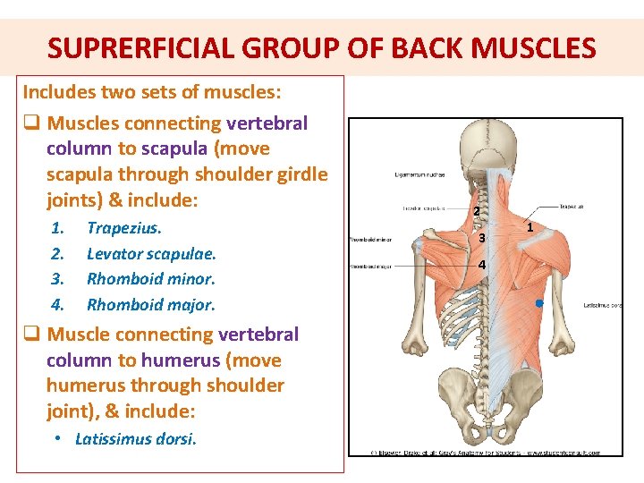 SUPRERFICIAL GROUP OF BACK MUSCLES Includes two sets of muscles: q Muscles connecting vertebral