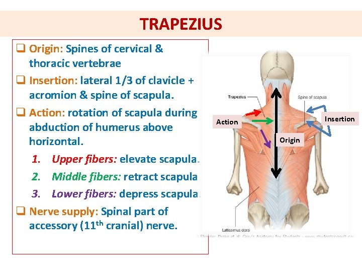 TRAPEZIUS q Origin: Spines of cervical & thoracic vertebrae q Insertion: lateral 1/3 of