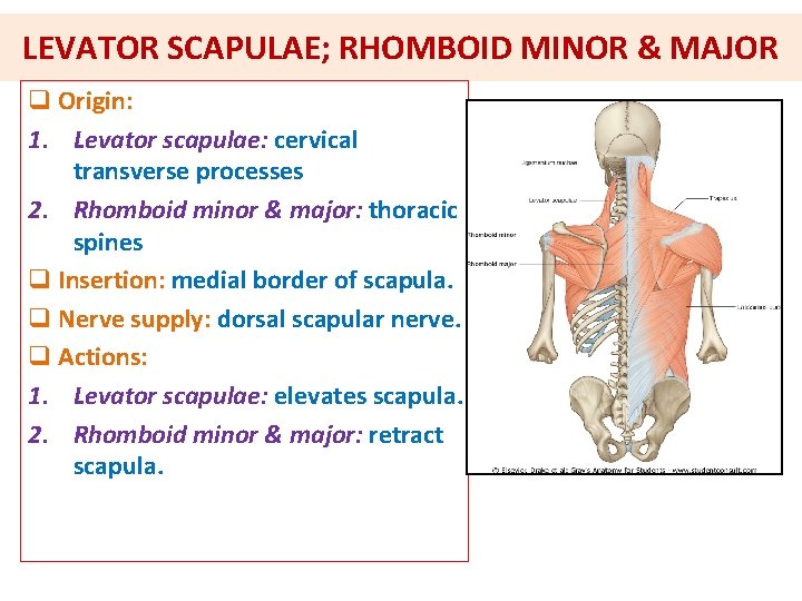 LEVATOR SCAPULAE; RHOMBOID MINOR & MAJOR q Origin: 1. Levator scapulae: cervical transverse processes