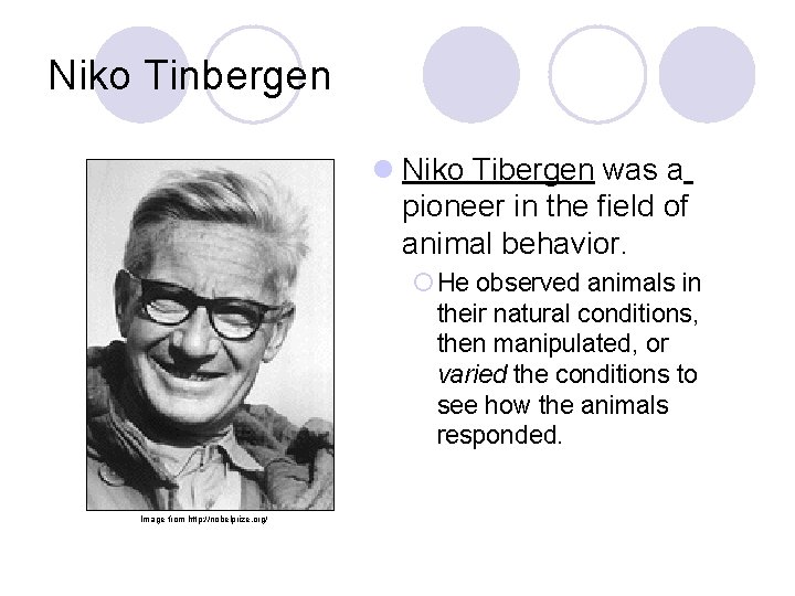 Niko Tinbergen l Niko Tibergen was a pioneer in the field of animal behavior.