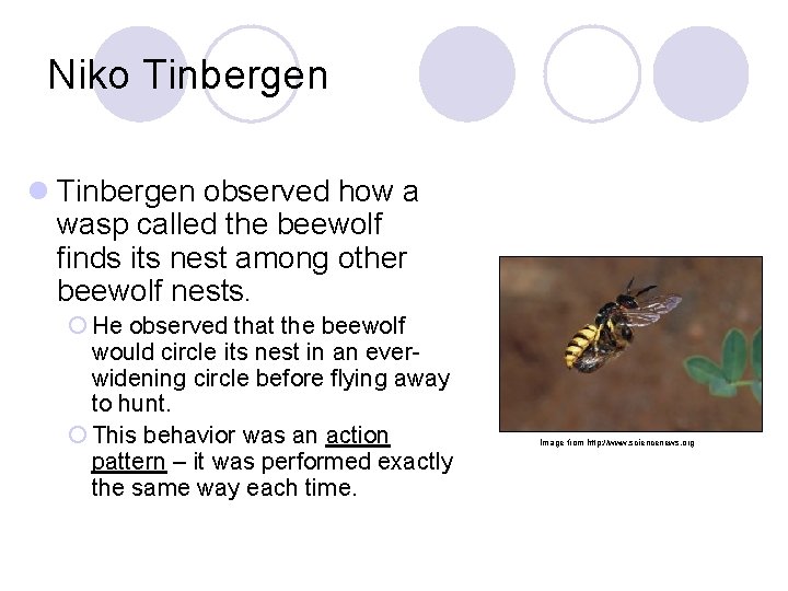 Niko Tinbergen l Tinbergen observed how a wasp called the beewolf finds its nest