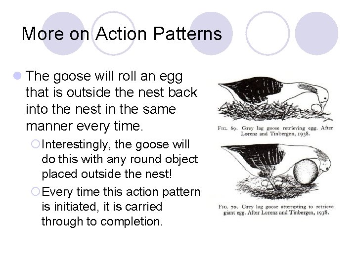 More on Action Patterns l The goose will roll an egg that is outside