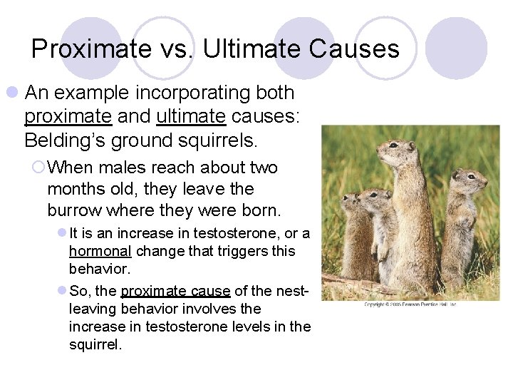 Proximate vs. Ultimate Causes l An example incorporating both proximate and ultimate causes: Belding’s