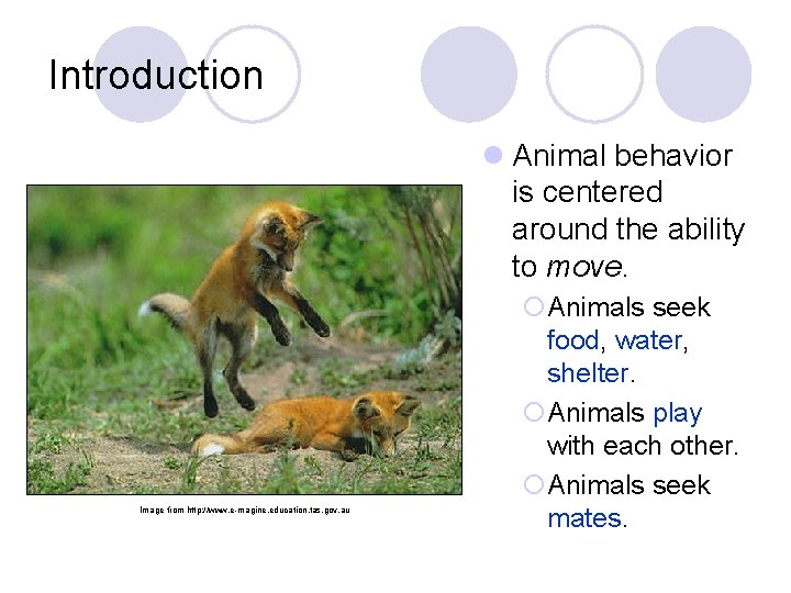 Introduction l Animal behavior is centered around the ability to move. Image from http: