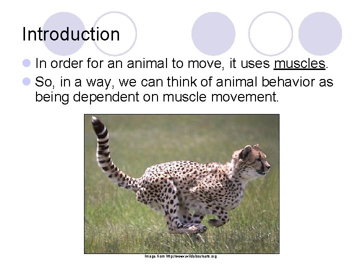 Introduction l In order for an animal to move, it uses muscles. l So,