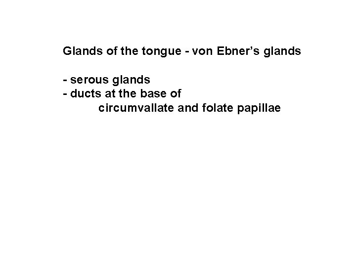 Glands of the tongue - von Ebner’s glands - serous glands - ducts at