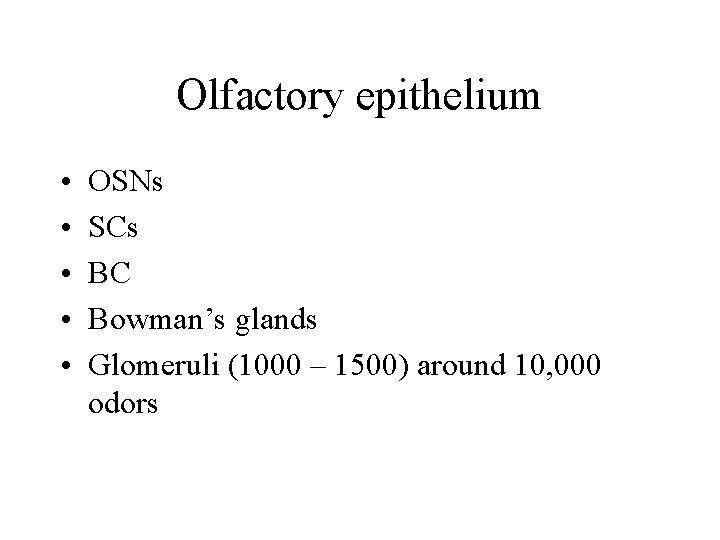 Olfactory epithelium • • • OSNs SCs BC Bowman’s glands Glomeruli (1000 – 1500)