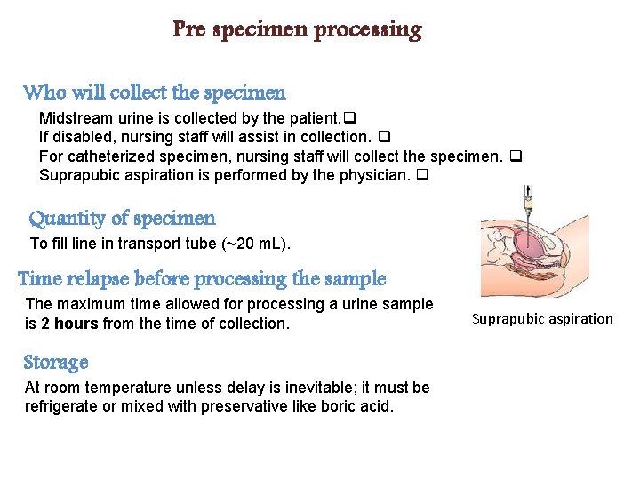 Pre specimen processing Who will collect the specimen Midstream urine is collected by the