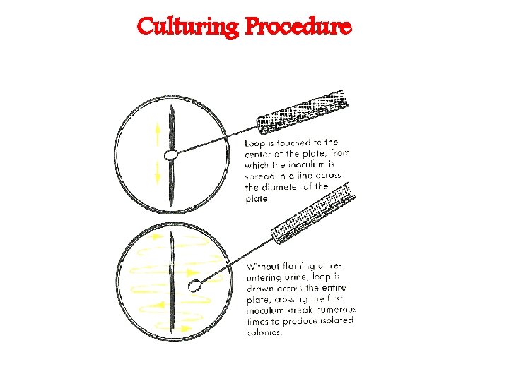 Culturing Procedure 